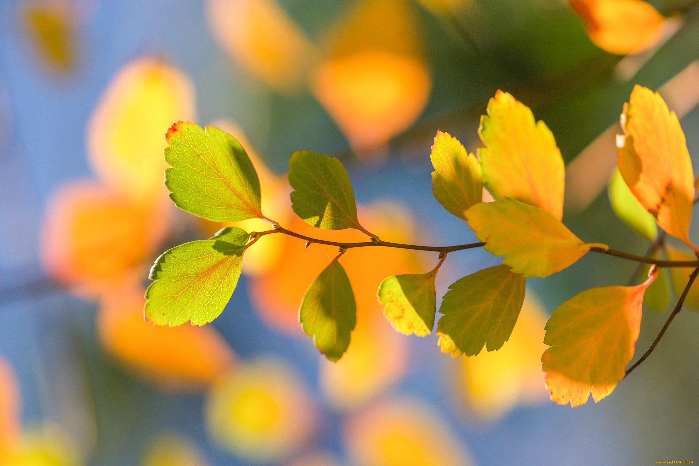 Ветка с листьями осень